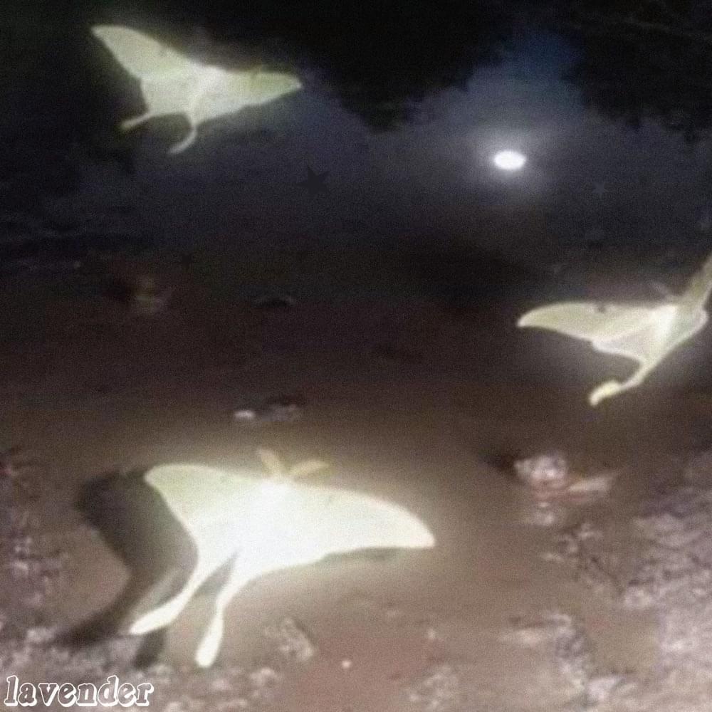 Portada de Sencillo/EP "o amor para a lua ", de LAVENDERsurf