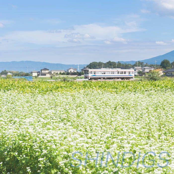 Capa do Álbum "Like So", de Shindigs