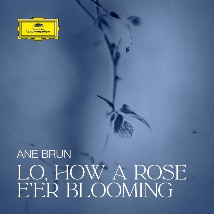 Capa do álbum "Lo, How a Rose E'er Blooming", de Ane Brun