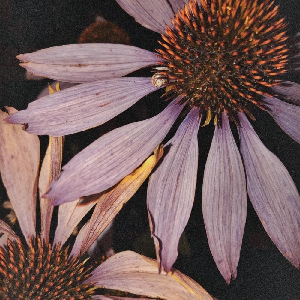 Capa do Single/EP "Dust", de Angie