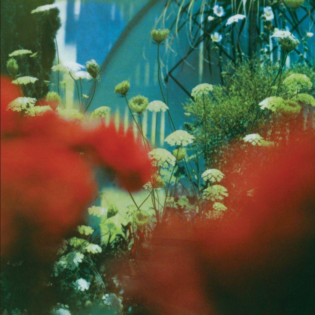 Portada de Álbum "The Haze", de Pulled Apart by Horses