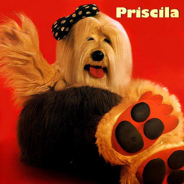 Capa do Álbum "Priscila ", de TV Colosso
