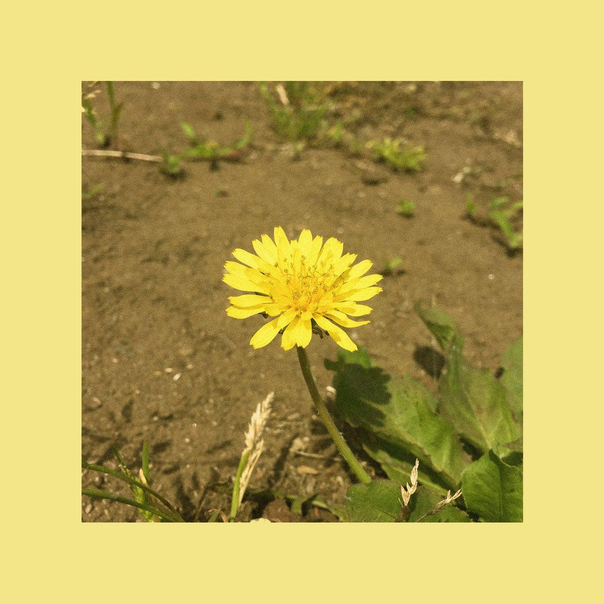 Capa do Single/EP "Dandelion", de Oohyo
