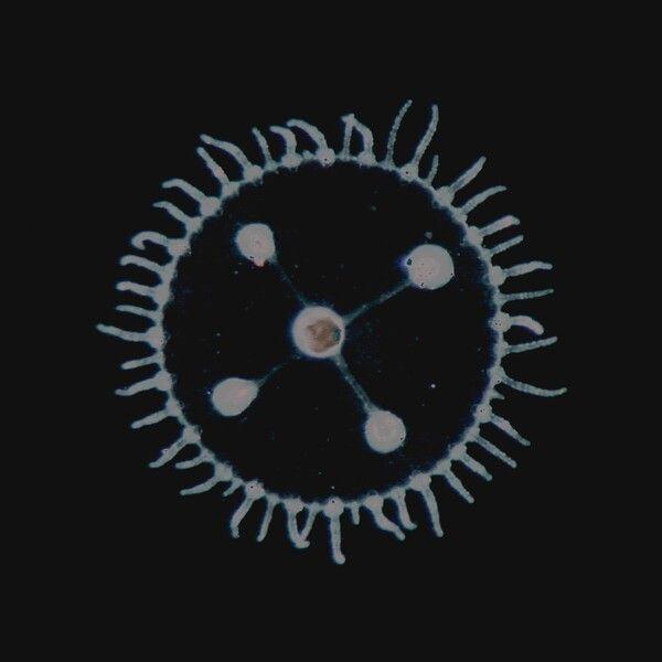 Portada de Álbum "Um Mar Pra Cada Um,", de Luedji Luna