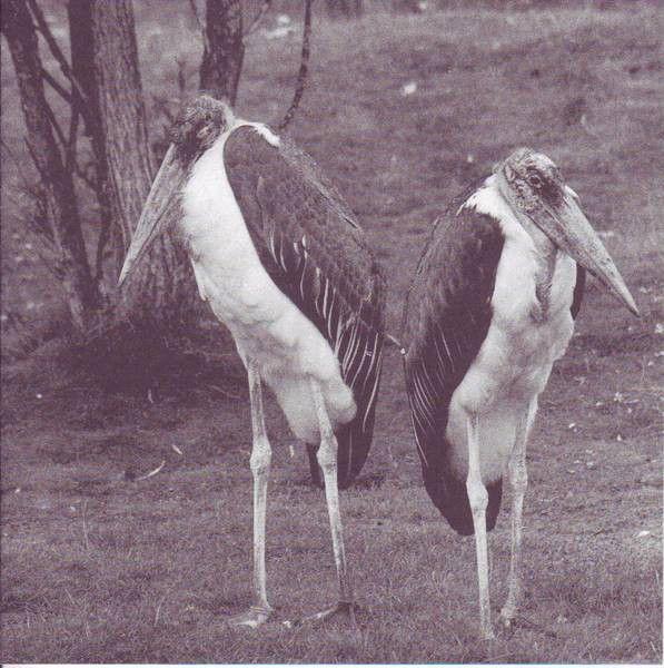 Portada de Álbum "Rakkaus", de Jarkko Martikainen