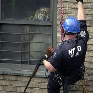 Capa do Álbum "Shrines", de Armand Hammer