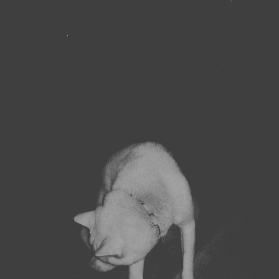 Capa do Álbum "Afogado", de Nvblado