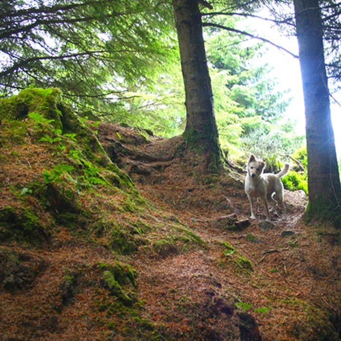 Album cover of "Marrowbone Lane" by Chewing On Tinfoil