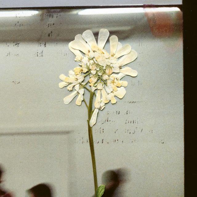 Portada del álbum "Swim Back", de Daughter