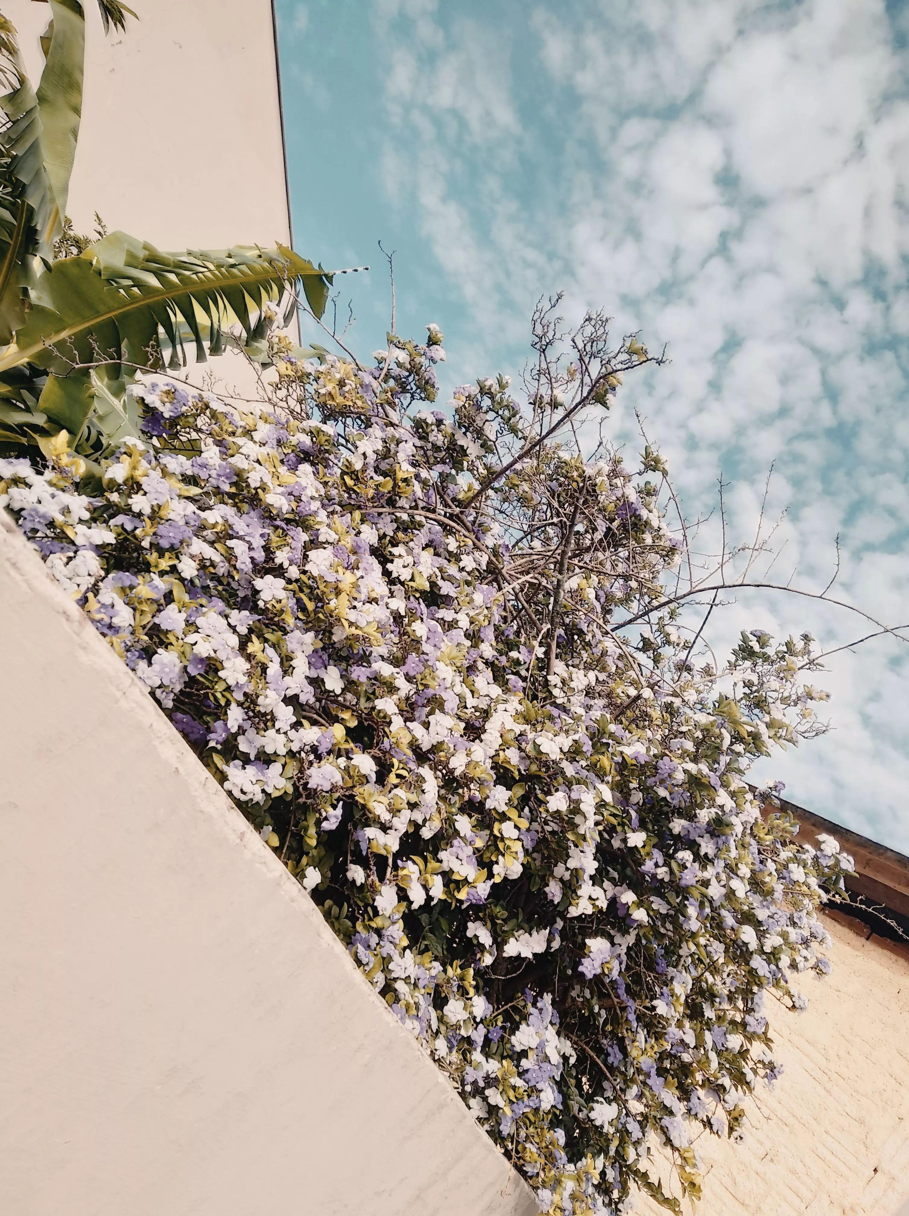 Single/EP cover of "Pura Canção" by 1mpacto