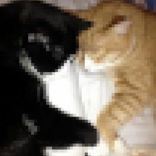 Portada de Sencillo/EP "Cat Café", de Pierrot (Trashtalk Records)