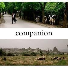 Album cover of "Companion" by Zach Winters
