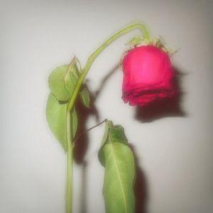 Portada de Sencillo/EP "Love You From Afar", de CARYS