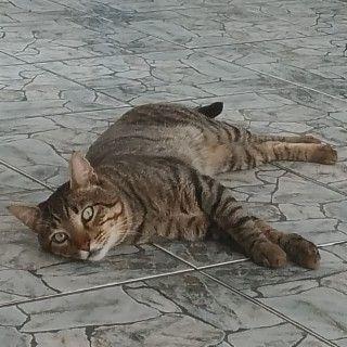 Capa do Single/EP "Eu Cansei", de Iamgustaa