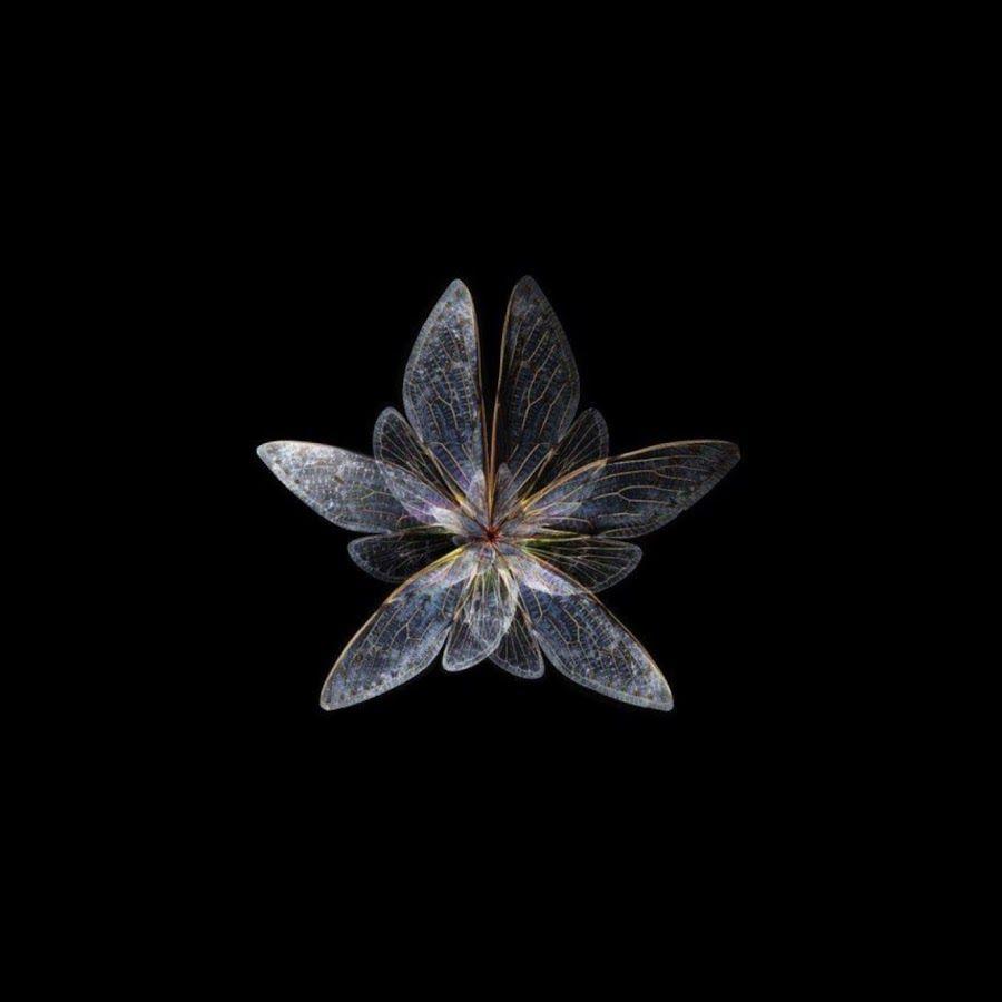 Portada de Álbum "Daydreams", de The Mjuk