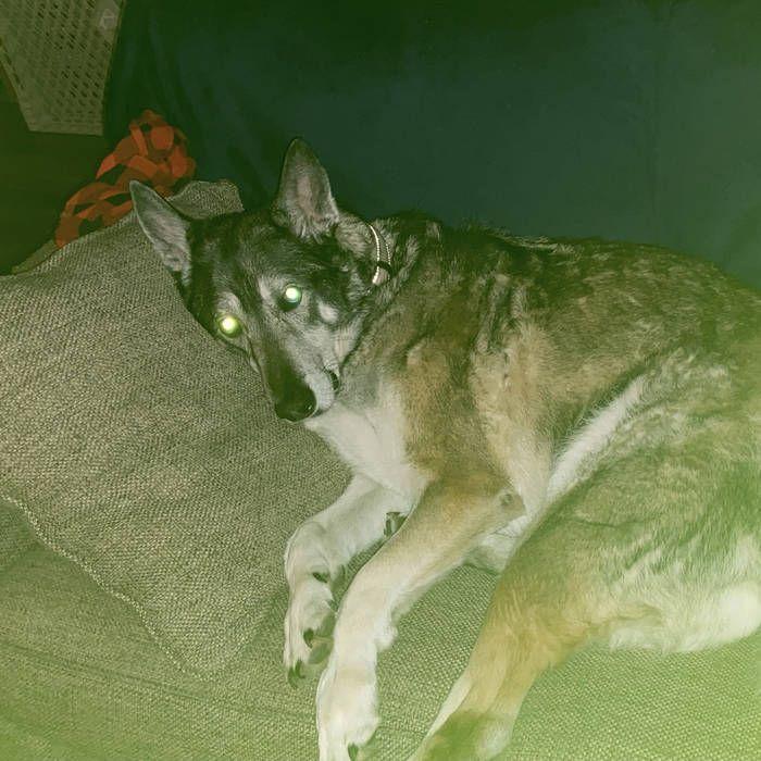 Portada de Sencillo/EP "Dogs Watch TV", de Buckshot Princess