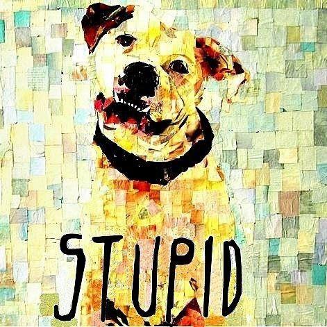 Portada de Álbum "Stupid", de Stupid