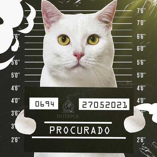 Portada del álbum "Cadê Meu Gato?", de VMZ