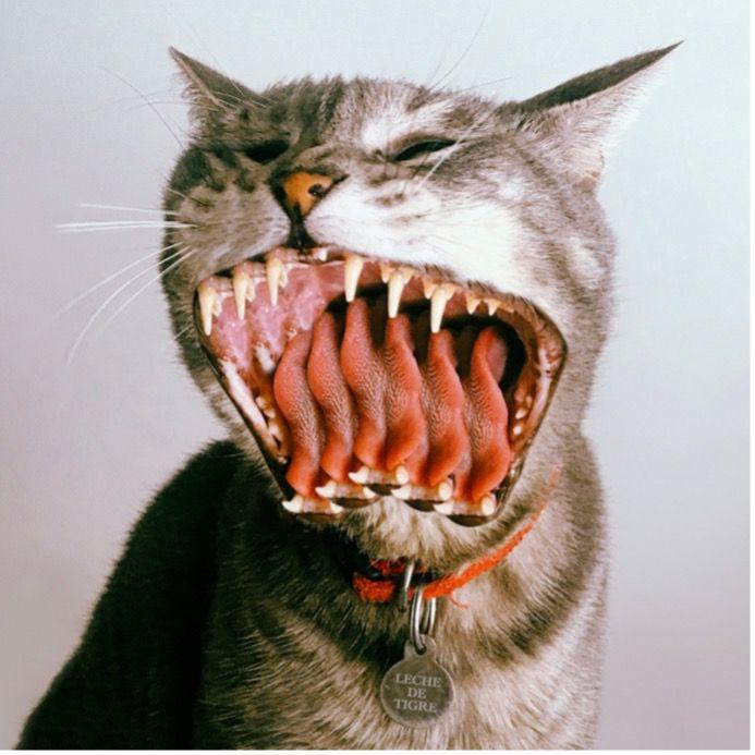 Capa do Álbum "Leche de Tigre", de Diamante Eléctrico