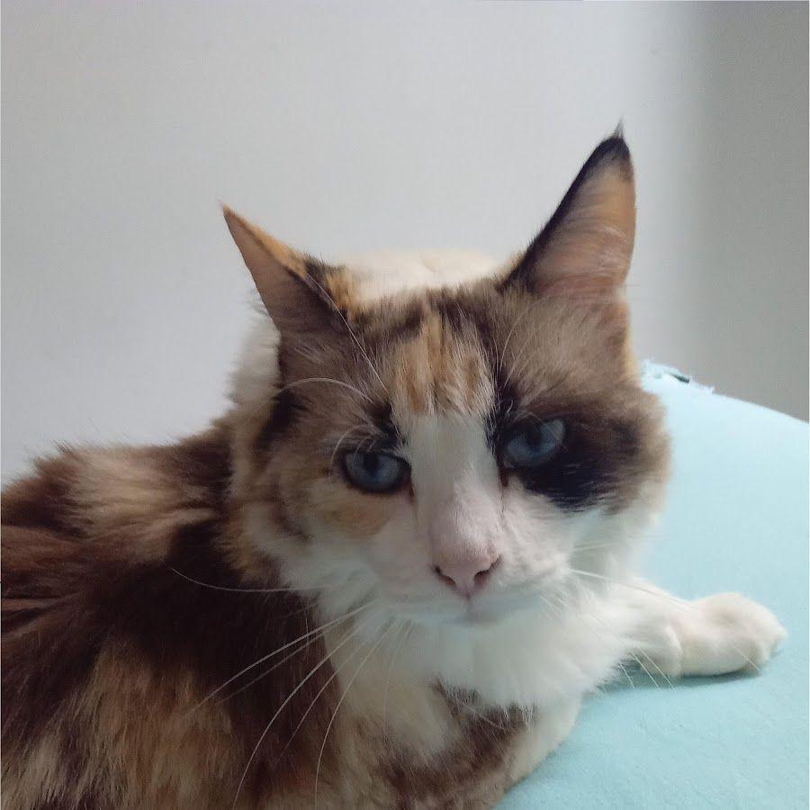 Portada de Álbum "Under", de Morozeski