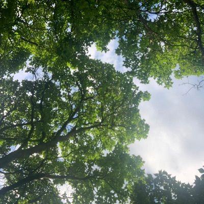 Portada de Sencillo/EP "so stupid", de Siouxxie