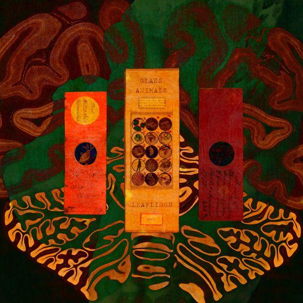 Album cover of "Leaflings" by Glass Animals