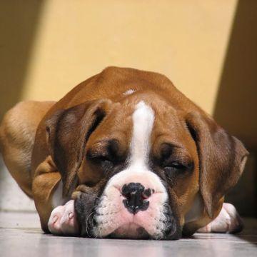 Portada de Álbum "album teste", de Saculejo e seus teclados