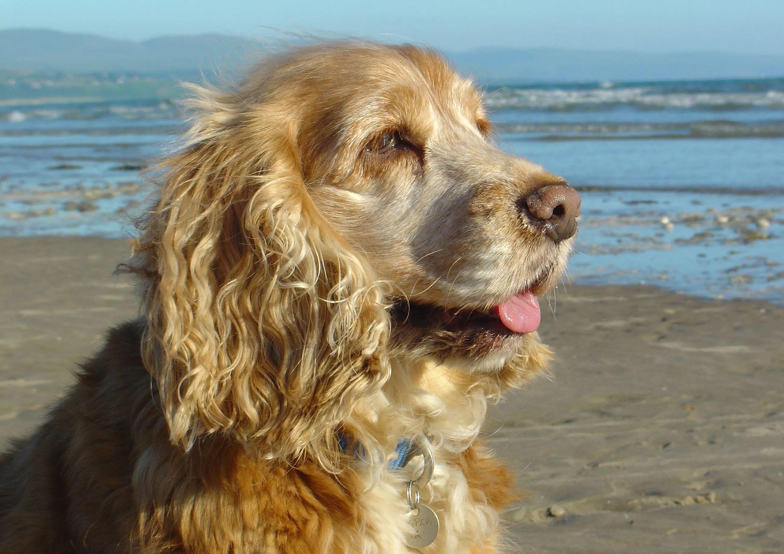 Portada de Álbum "Albumzão da Massa 2", de Saculejo e seus teclados