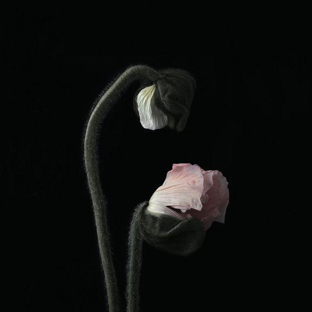 Album cover of "Secrets And Lies" by Ruelle