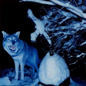 Album cover of "Pakkasherra" by Throes Of Dawn