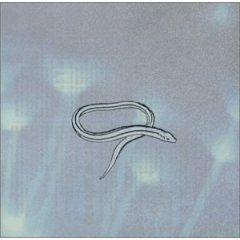 Portada de Álbum "Bring On The Snakes", de Crooked Fingers