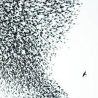 Capa do Álbum "Sky Blue Sky", de Wilco