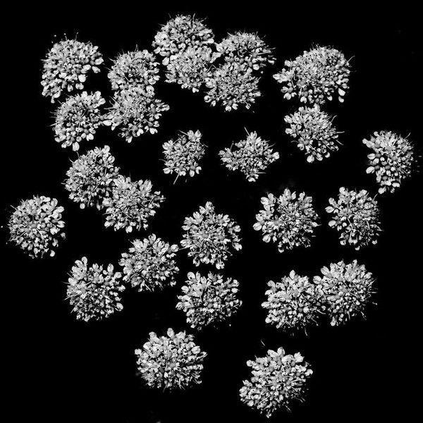 Portada de Álbum "A Rose Is A Rose Is A Rose", de Old Jerusalem