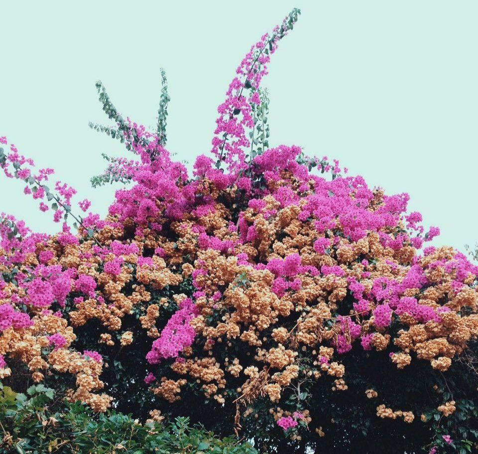 Capa do Álbum "Turn Into", de Jay Som