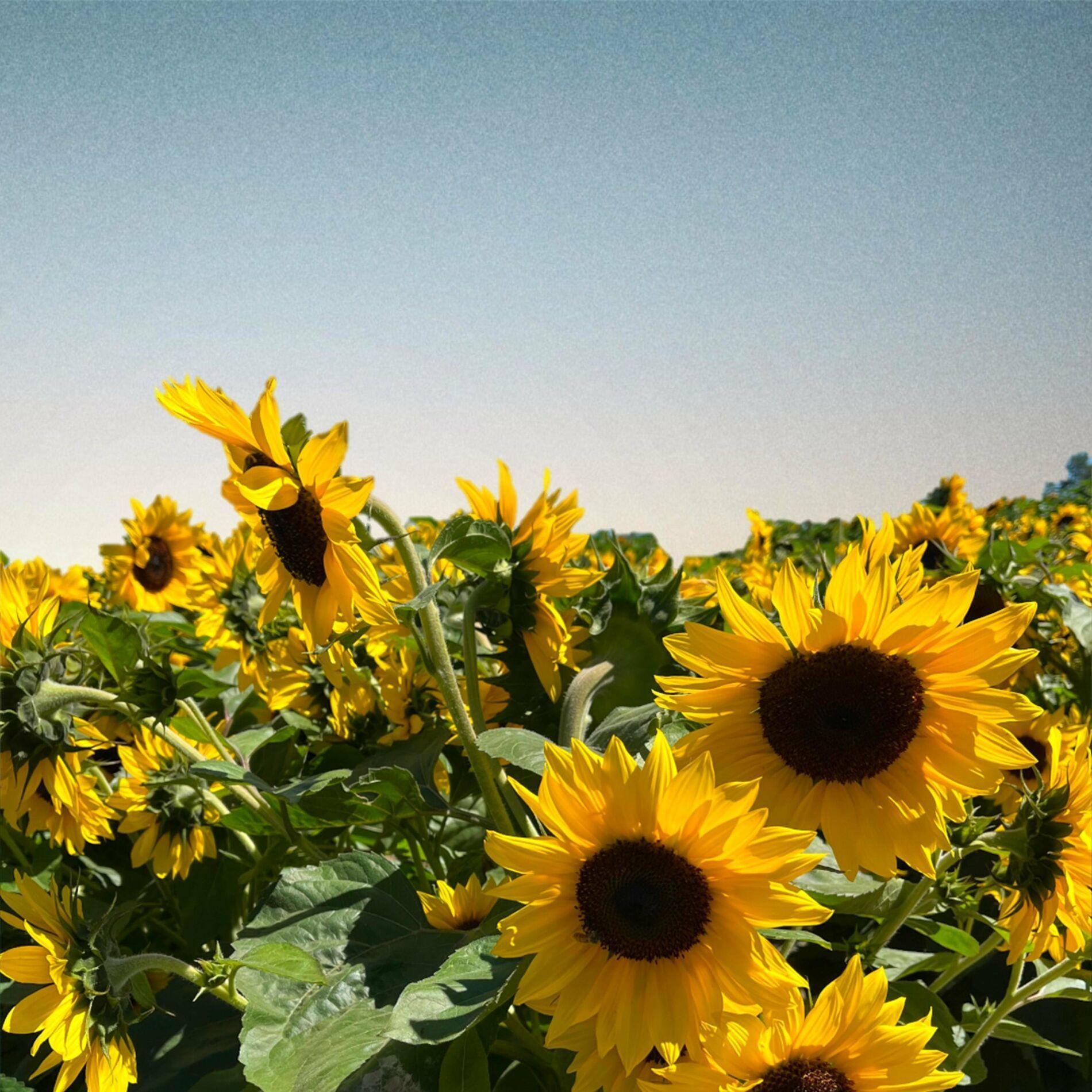 Portada de Sencillo/EP "listen to this when you’re down ᐸ3", de yung kai