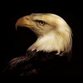 Portada de Álbum "O Ministério da Colocação", de Séculos Apaixonados