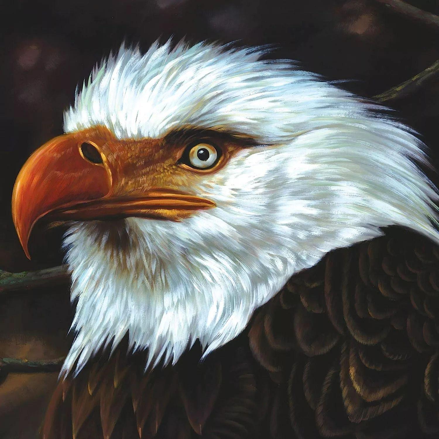 Capa do Álbum "The Hawk Is Howling", de Mogwai