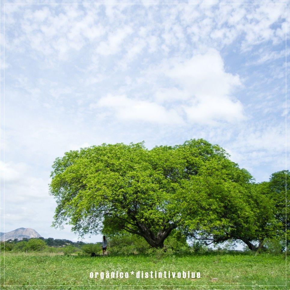 Portada de Álbum "Orgânico", de Distintivo Blue