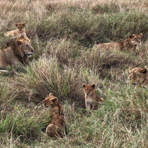 Portada de Álbum "Love", de MoonMoon