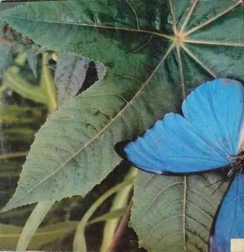 Capa do álbum "Asa", de Djavan