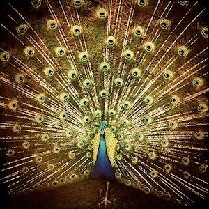 Portada de Álbum "¿Which Side Are You On?", de Ani DiFranco