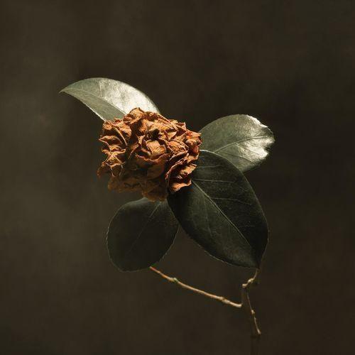Capa do Álbum "Young Sick Camellia", de St. Paul & The Broken Bones