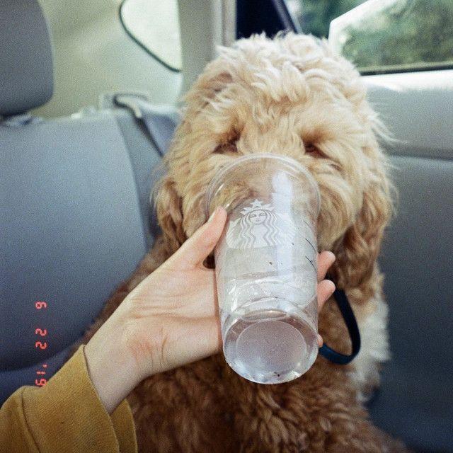 Portada de Sencillo/EP "The Archive", de Lily Potter