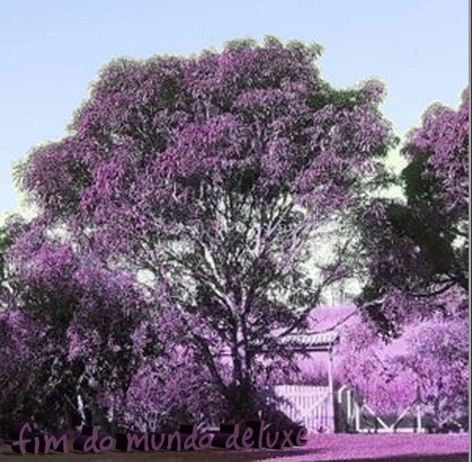 Portada de Sencillo/EP "FIM DO MUNDO (Deluxe)", de amuy