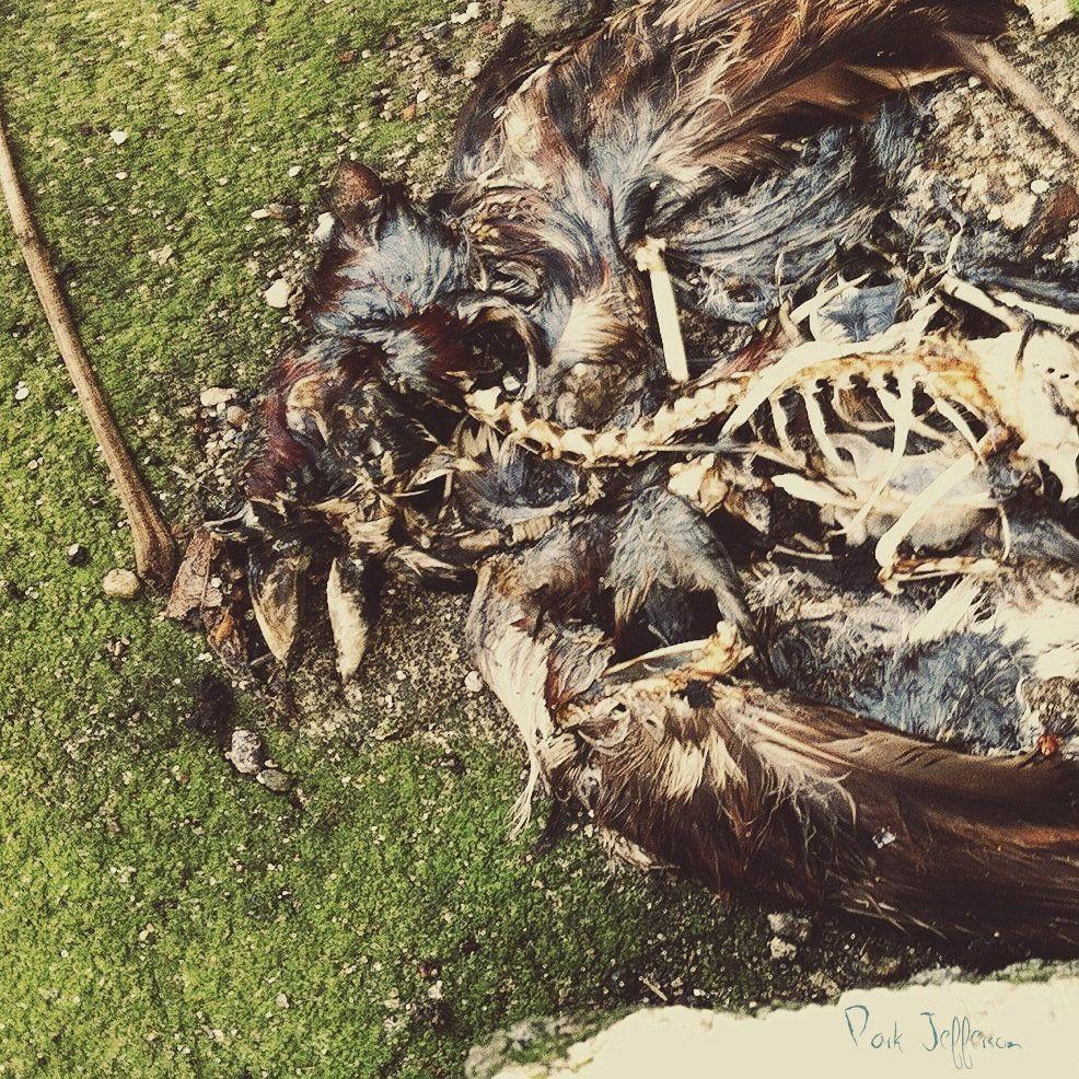 Portada de Álbum "Park Jefferson", de Park Jefferson