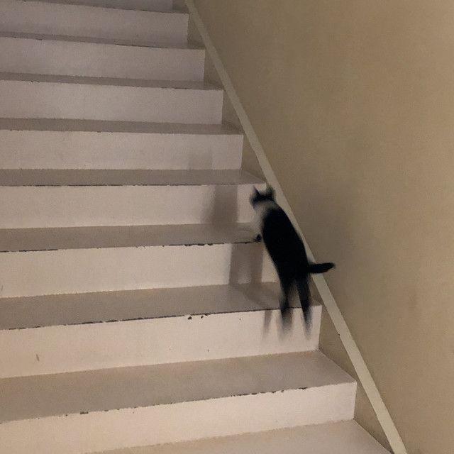 Single/EP cover of "Myo (Cat) " by Colde