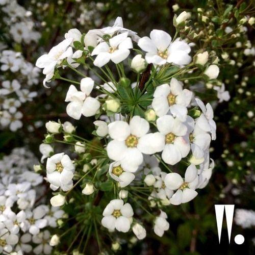 Capa do Single/EP "SS", de Woo Won Jae