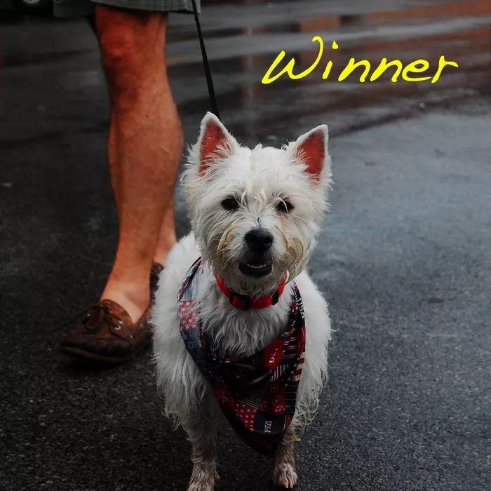 Capa do álbum "WINNER", de Alex G