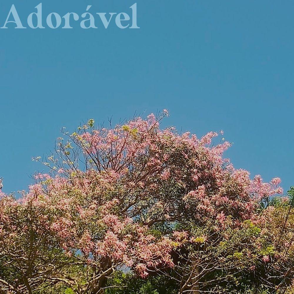 Capa do Single/EP "Adorável ", de neoexe