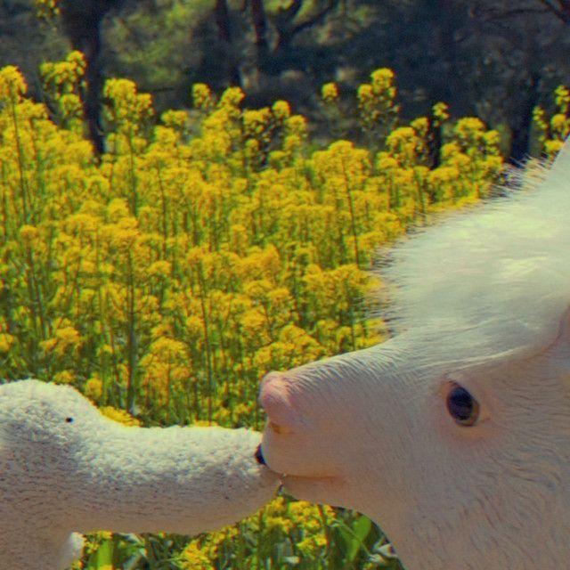 Portada de Sencillo/EP "Rape Flower", de DamDamGuGu